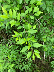 Forestiera acuminata, photograph (c) Kelsey Low, some rights reserved (CC BY)