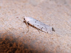 Myelois circumvoluta