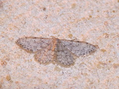 Idaea alyssumata
