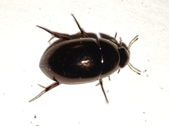 Tropisternus blatchleyi