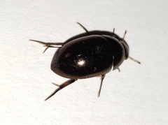 Tropisternus blatchleyi