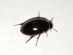 Tropisternus blatchleyi