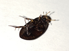 Tropisternus blatchleyi