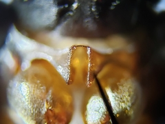 Tropisternus blatchleyi