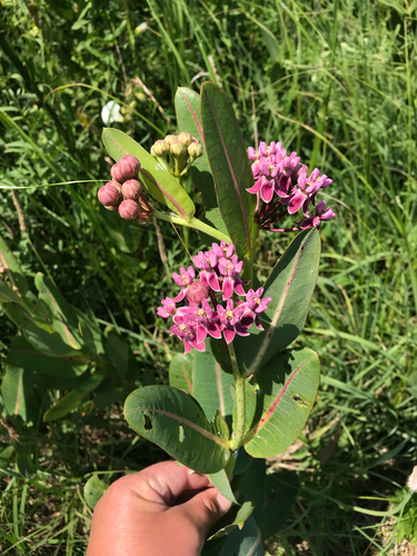 iNaturalist observation photo of prairie milkweed