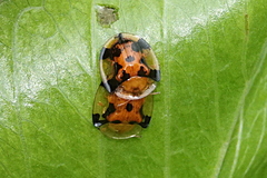 Aspidimorpha punctum