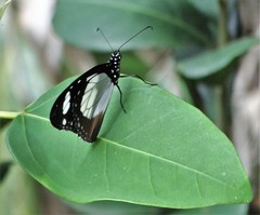 Amauris ochlea ochlea