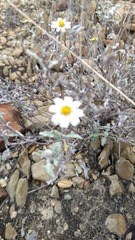 Melampodium argophyllum