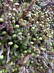 Marchantia chenopoda