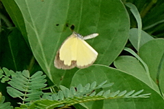 Eurema alitha