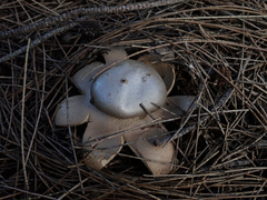 Myriostoma australianum