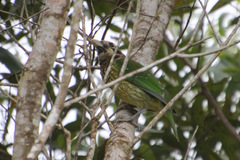 Ailuroedus maculosus