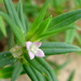 Rough Buttonweed - Photo (c) Anita Gould, some rights reserved (CC BY-NC), uploaded by Anita Gould