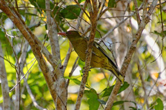 Oriolus flavocinctus