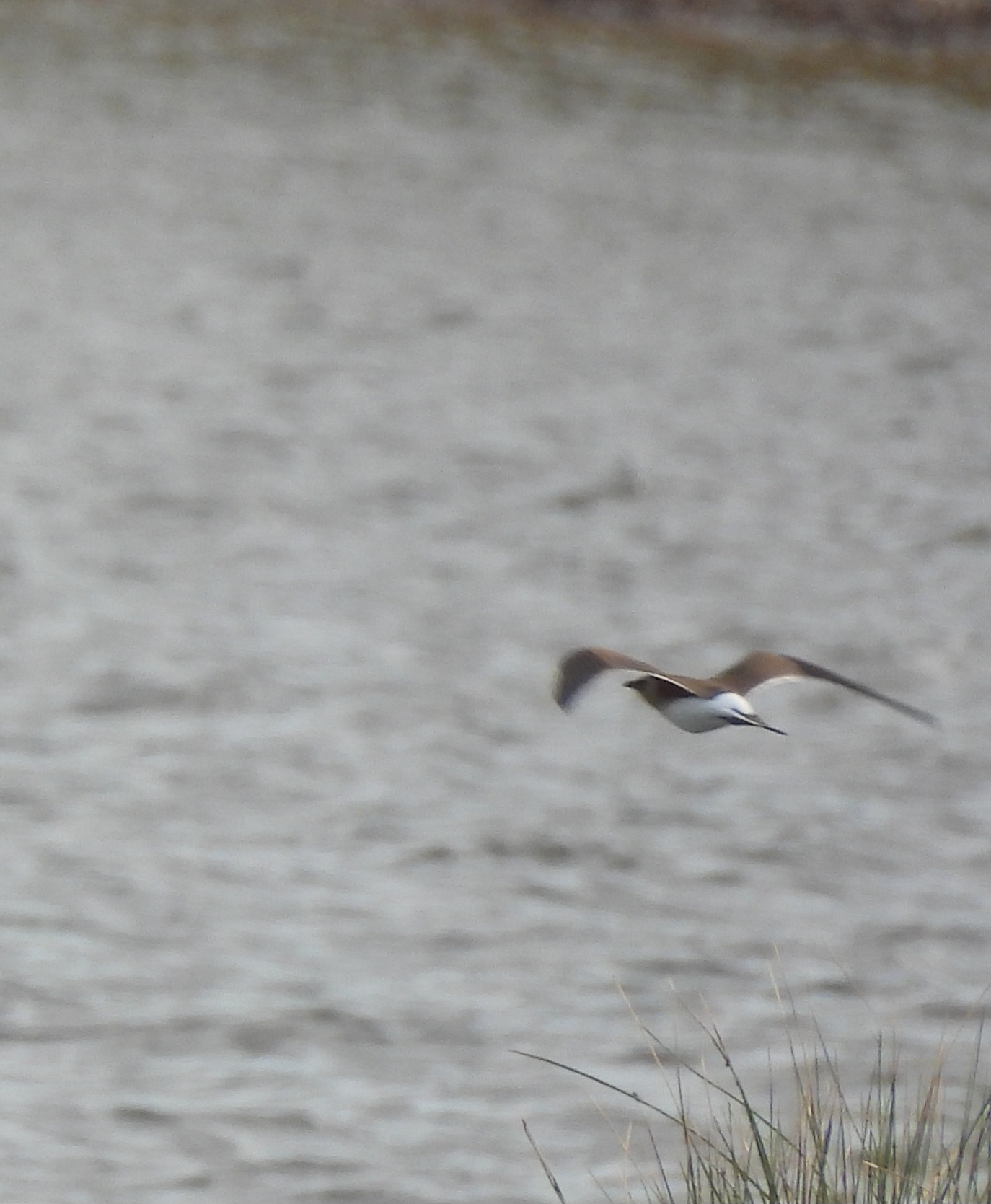 Collared Pratincole (Glareola pratincola), photo 3