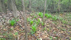 Hymenocallis occidentalis