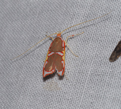 Barantola pulcherrima