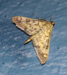 Mimorista subcostalis