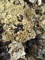 Emplectonema gracile