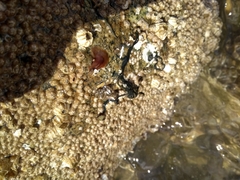 Emplectonema gracile