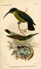 Slaty-Headed Longbill photo 2