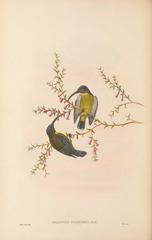 Slaty-Headed Longbill photo 3