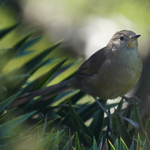 Itatiaia Spinetail (Asthenes moreirae), photo 8