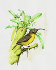 Slaty-Headed Longbill photo 4