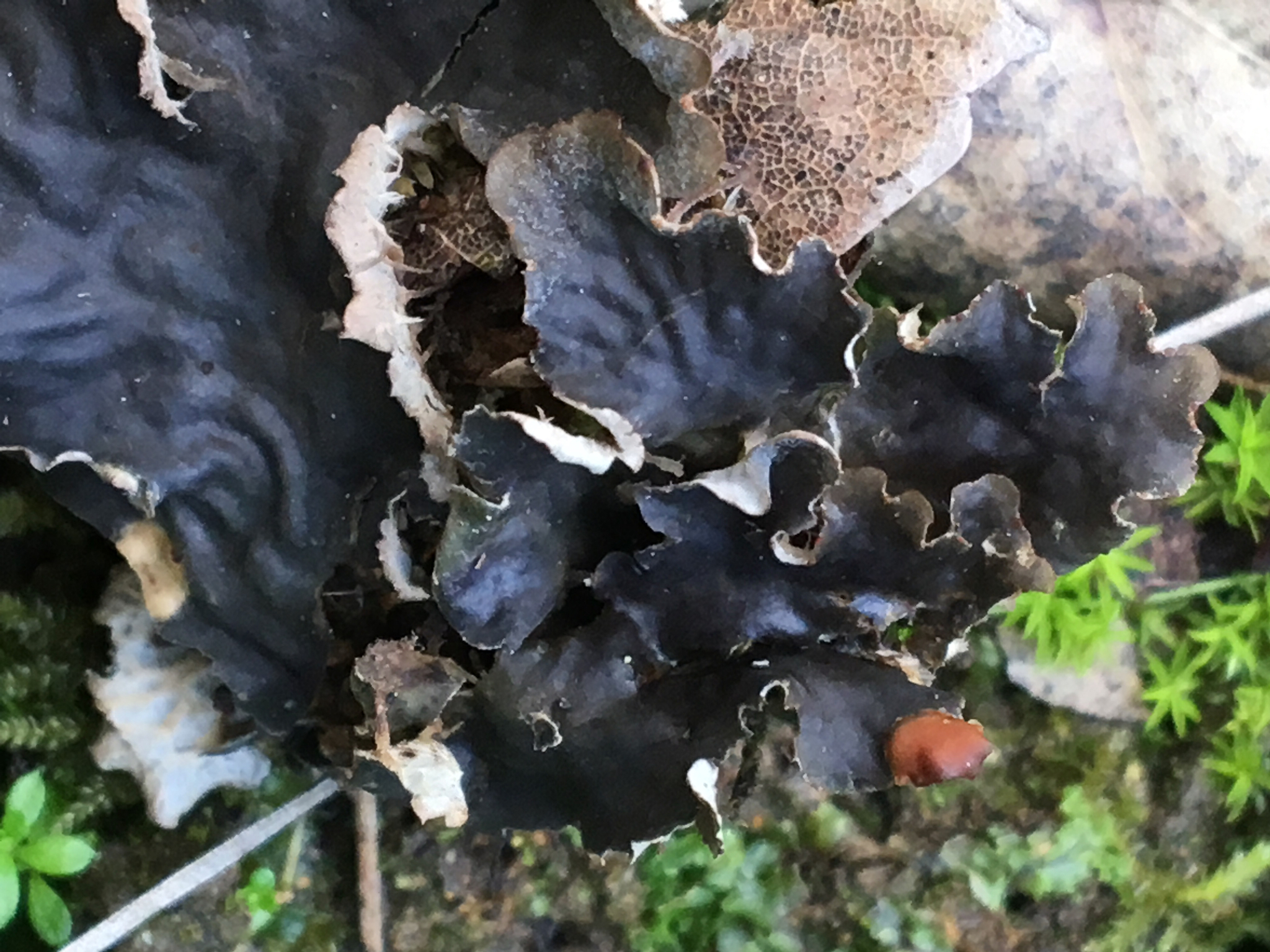 Peltigera membranacea image