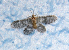 Nallachius pulchellus