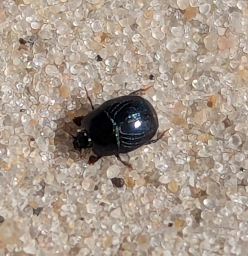 Hypocaccus metallicus