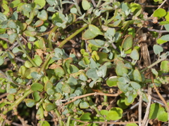 Chenopodium triandrum