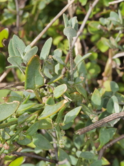 Chenopodium triandrum