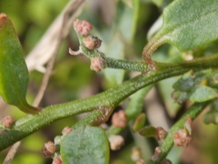 Chenopodium triandrum