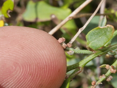 Chenopodium triandrum