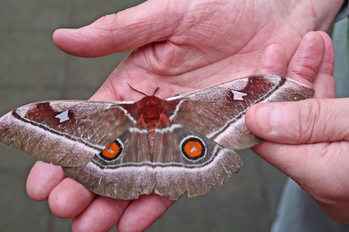 Cabbage Tree Emperor