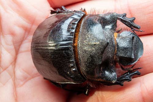 Giant Dung Beetles (Genus Heliocopris) · iNaturalist