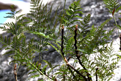 Davallia solida pyxidata