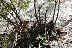 Davallia solida pyxidata