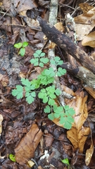 Corydalis micrantha