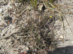 Aspalathus lebeckioides