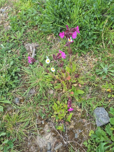 red campion
