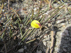 Aspalathus lebeckioides