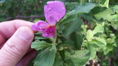 Cistus creticus eriocephalus