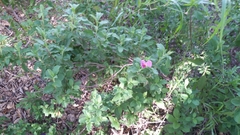 Cistus creticus eriocephalus