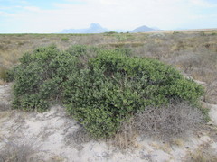 Euclea tomentosa