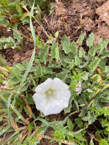 iNaturalist observation photo of Hillside False Bindweed