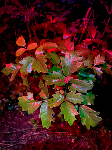 iNaturalist observation photo of Pacific poison oak