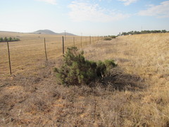 Elytropappus