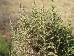 Elytropappus